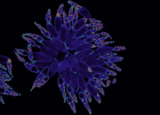 Illustration for article titled Parasites, deadly bugs and fungi are more beautiful than you could possibly imagine